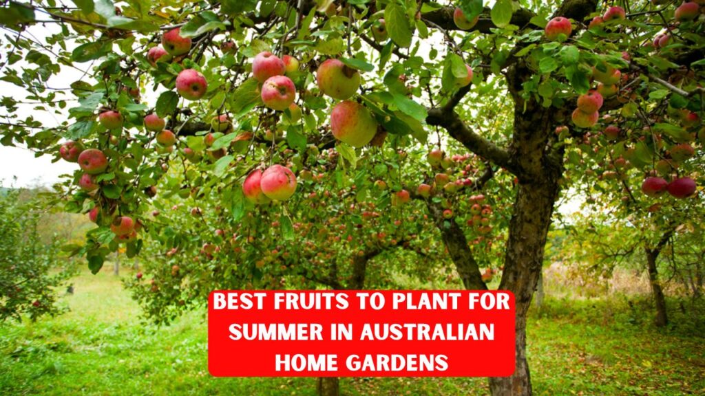 Best Fruits to Plant for Summer in Australian Home Gardens