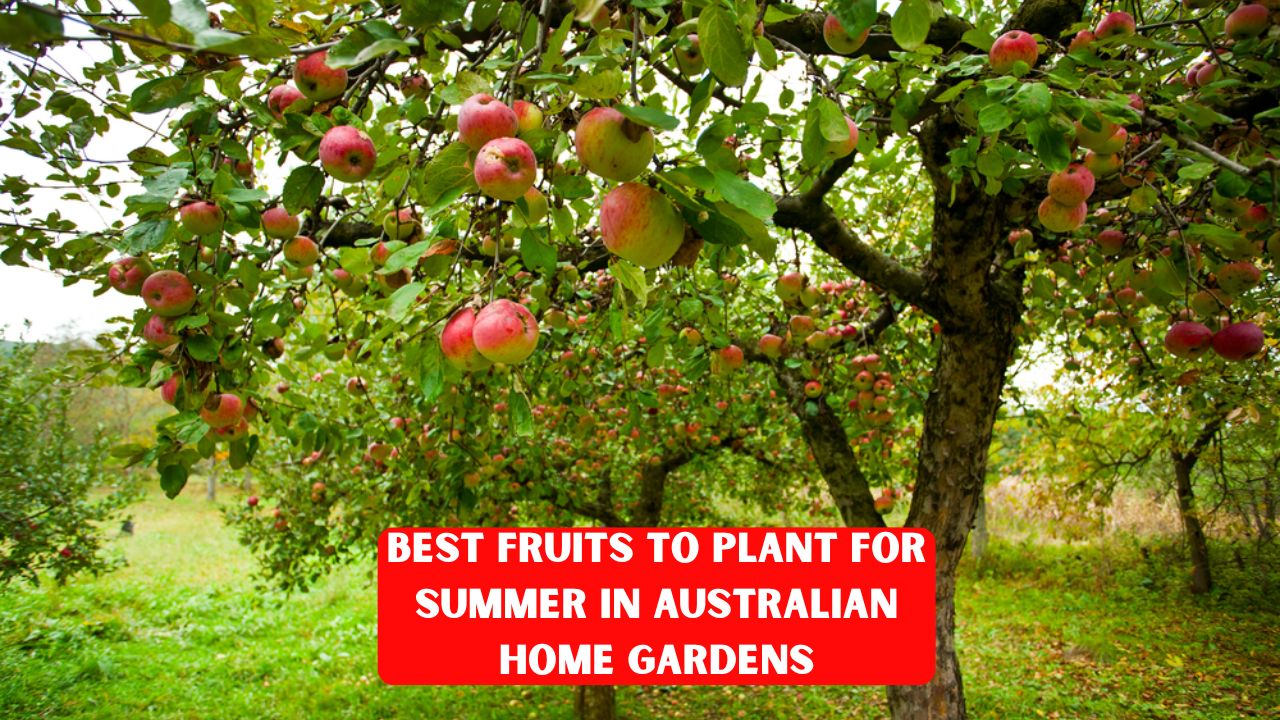 Best Fruits to Plant for Summer in Australian Home Gardens
